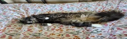 Mixed Breed cats for sale: 2 Beautiful Mixed Kittens (Both Boys )  - Advert 3