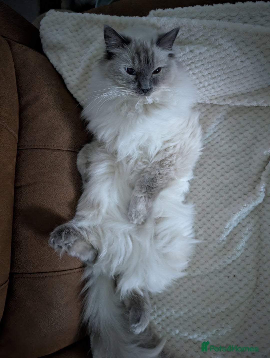 Ragdoll cats for sale: 1 year old Male blue point ragdoll  - Advert 3