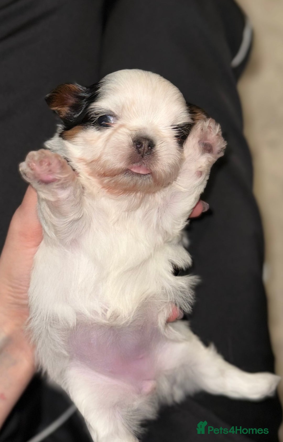 Shih Tzu dogs for sale: Tiny Luxury Imperials Philippines Lines  - Advert 9