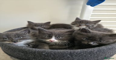 Mixed Breed cats 5 cute blue and blue&white long-haired kittens - Advert 9