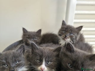 Mixed Breed cats - Advert 37