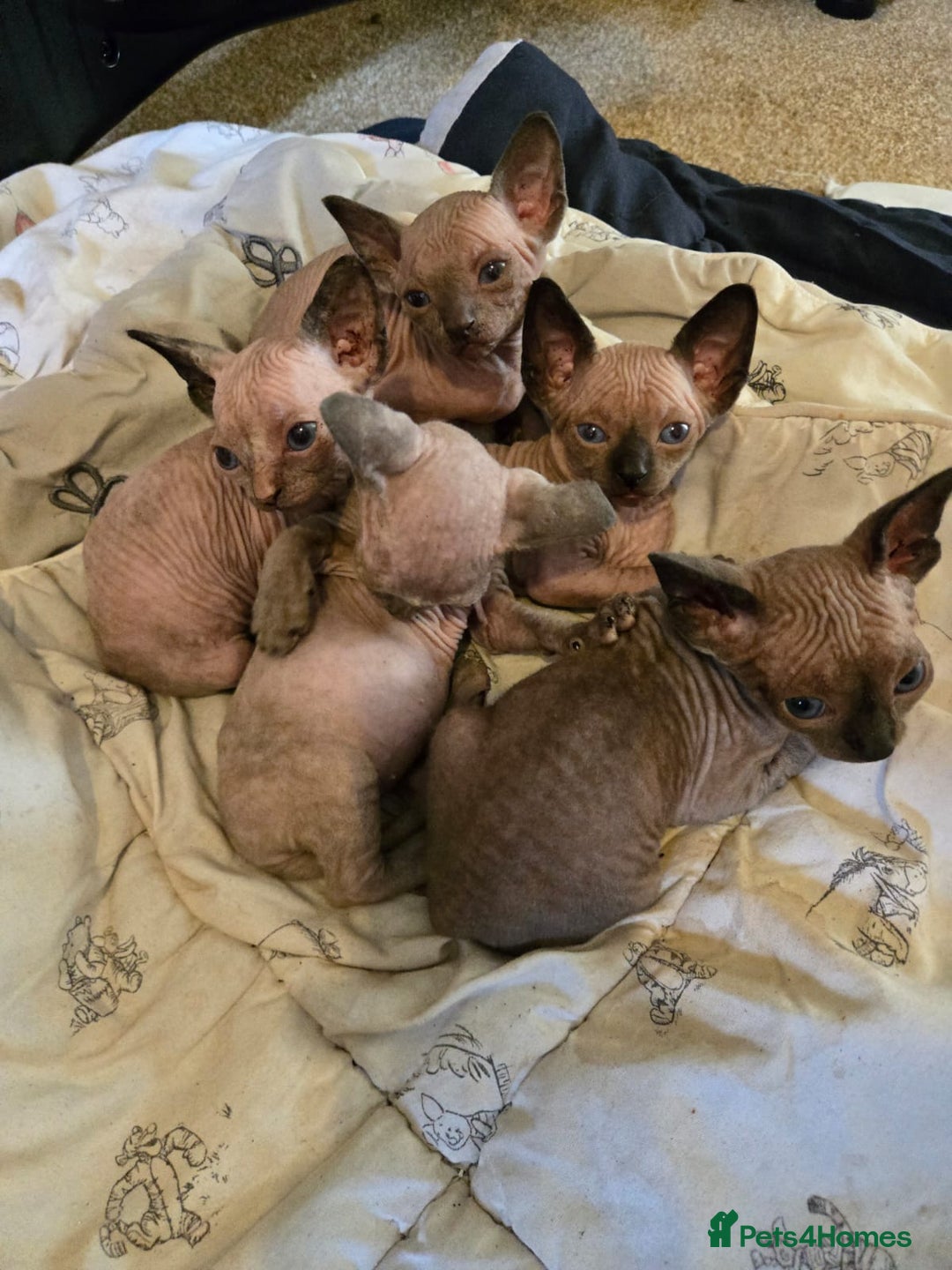 Sphynx cats for sale: 5 sphynx kittens for sale - Image 3