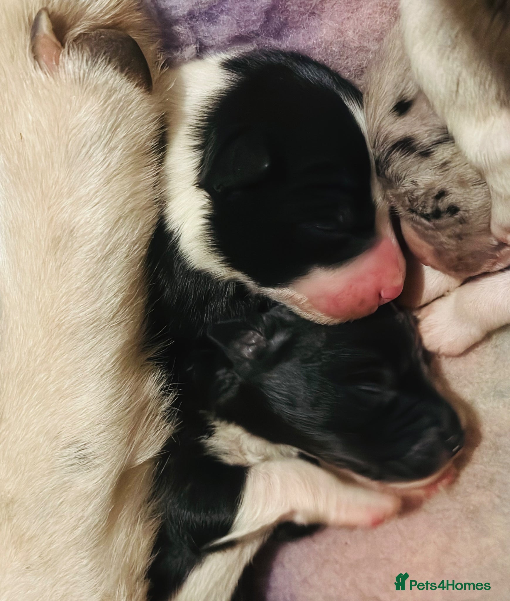 Border Collie dogs for sale: Beautiful Border Collie Puppies  - Advert 14