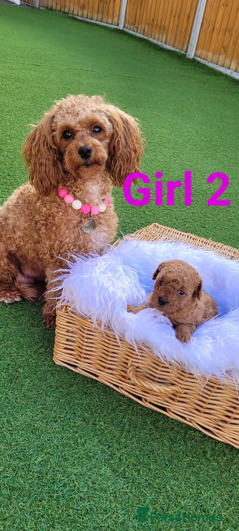 Toy Poodle dogs Toy poodle Puppies- 2 girls left - Advert 1