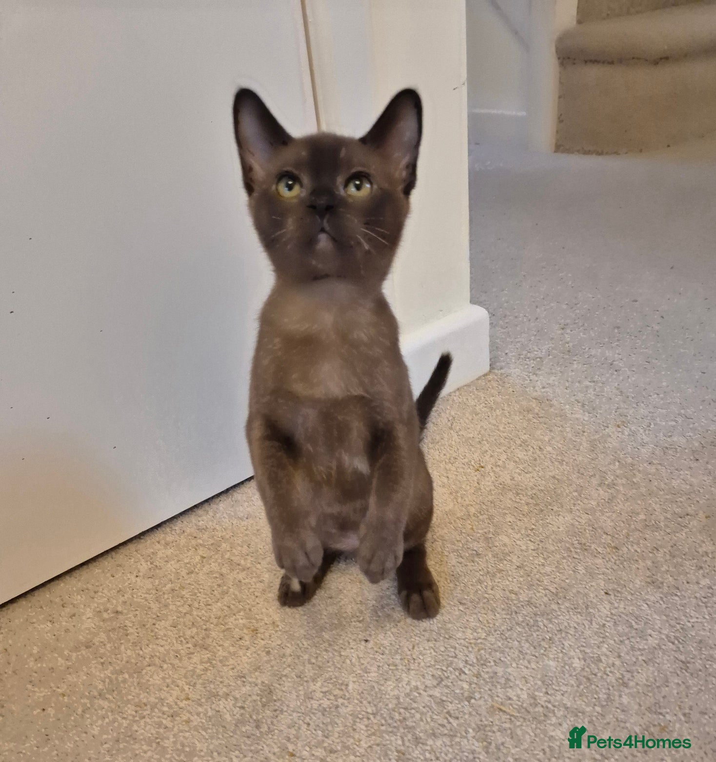 Burmese cats for sale: Pedigree Burmese Kittens Available - Advert 2