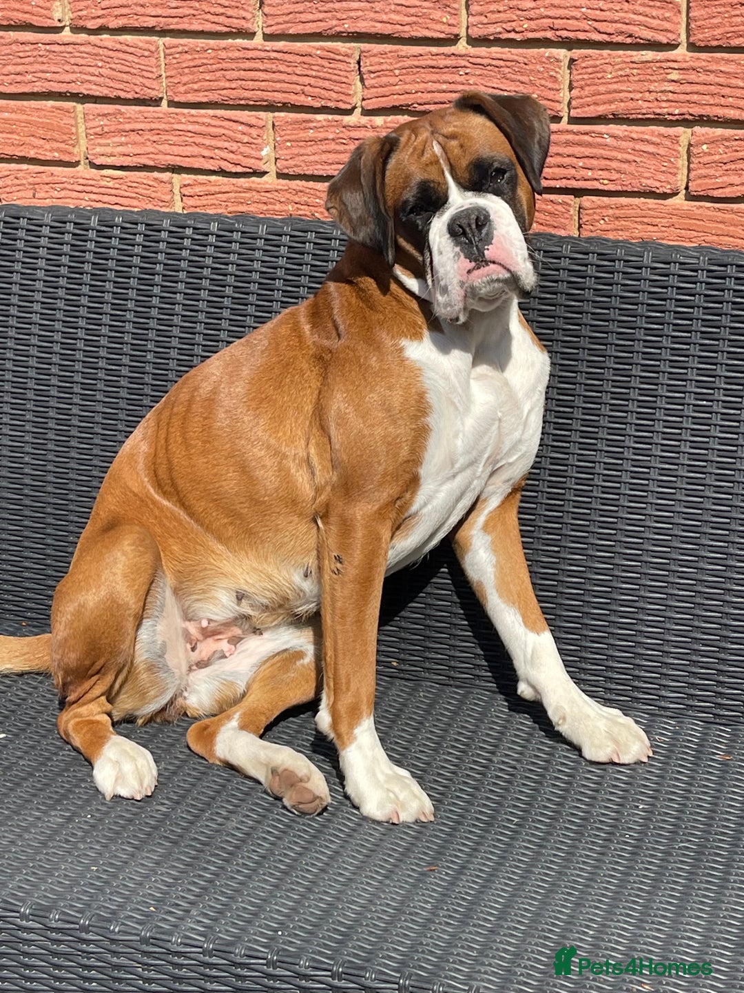 Boxer dogs for sale: Beautiful boxer puppies available  - Image 8