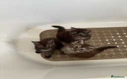 Maine Coon cats for sale: 🐾 Russian Maine Coon Kittens – TICA Registered 🐾 - Image 16