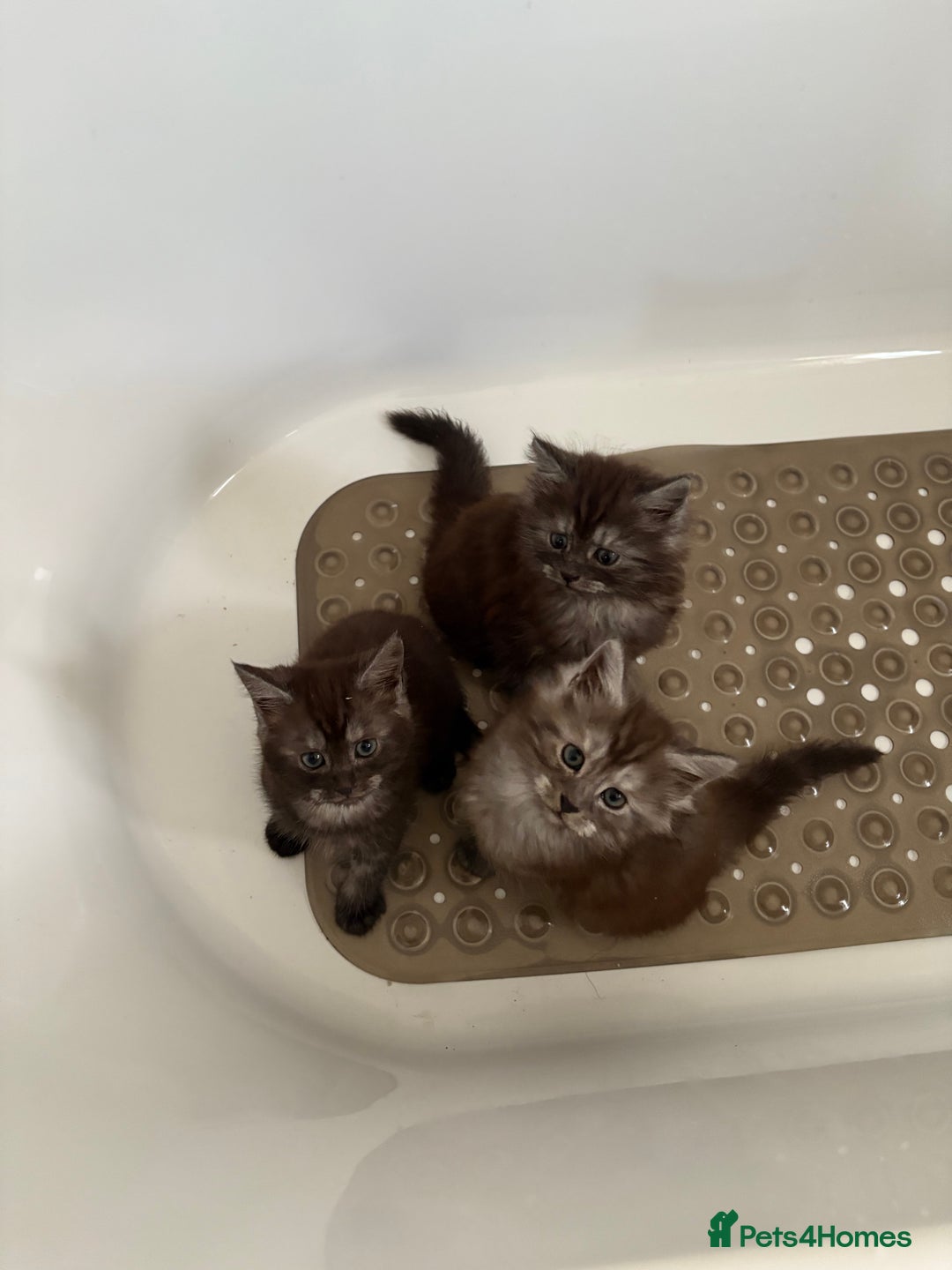Maine Coon cats for sale: 🐾 Russian Maine Coon Kittens – TICA Registered 🐾 - Image 16