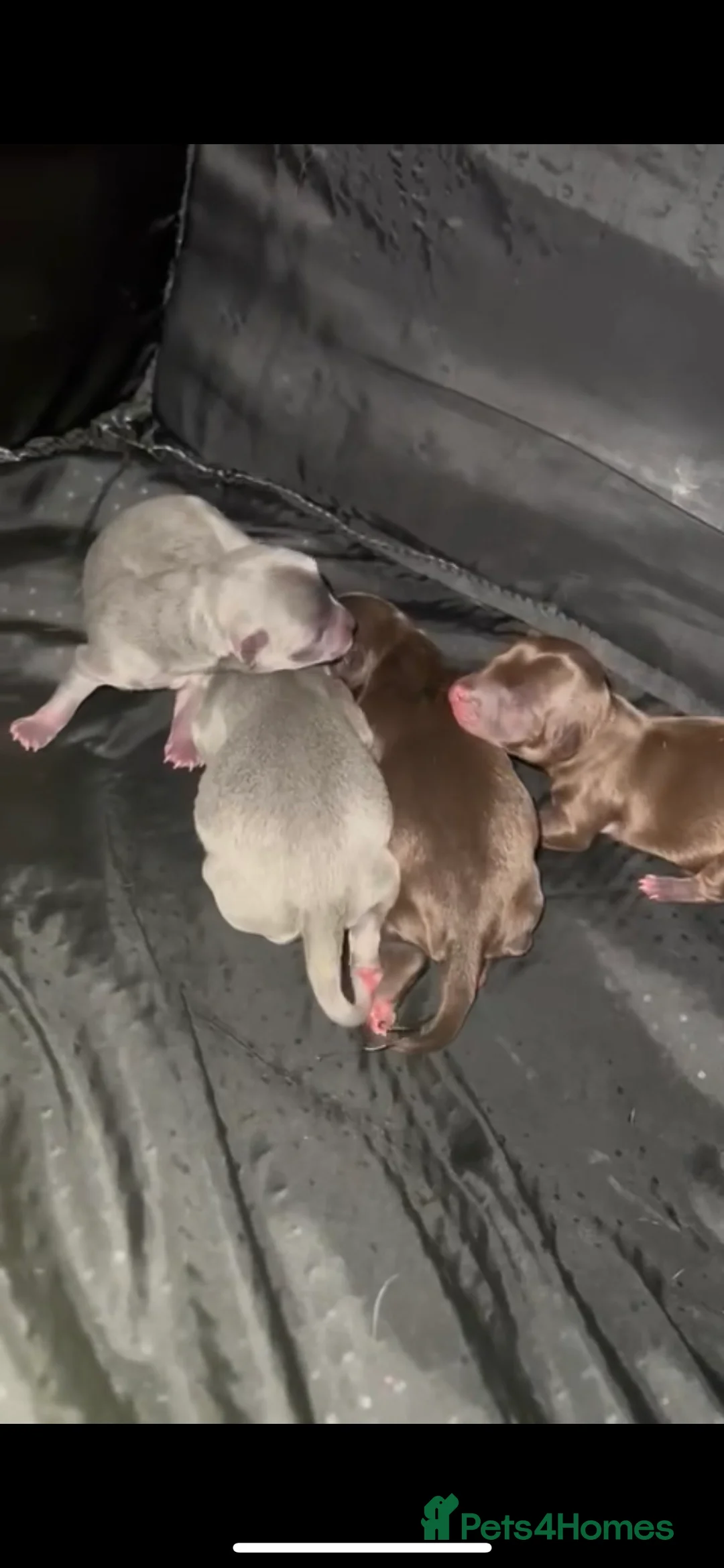 Chihuahua dogs for stud: Small chihuahua stud only not for sale proven  in Bury Saint Edmunds - Advert 8