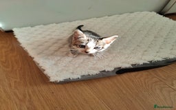Mixed Breed cats for sale: Bengal mix kittens - Image 10