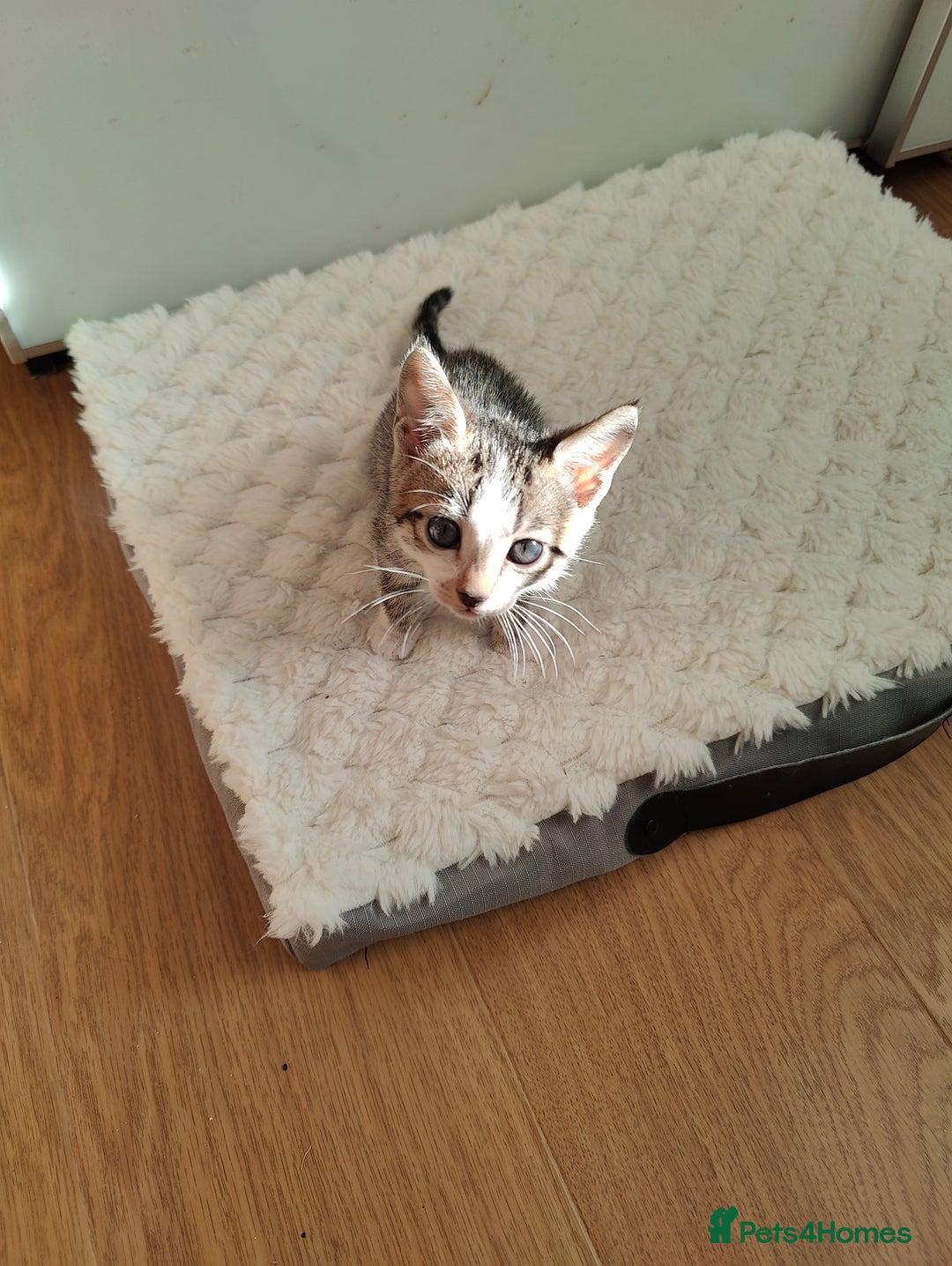 Mixed Breed cats for sale: Bengal mix kittens - Image 10