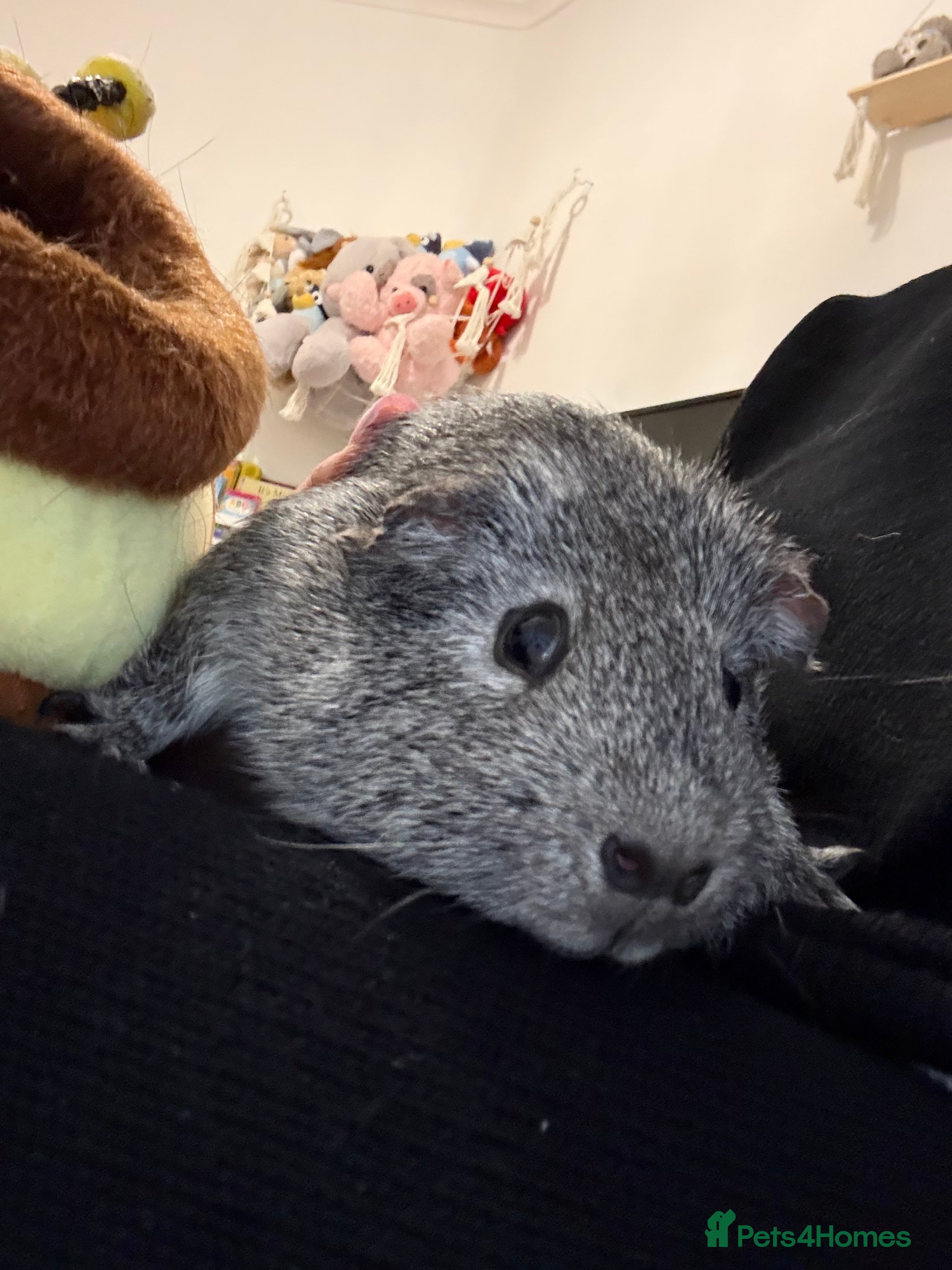 Guinea Pig rodents Guinea pig Boar - Advert 1