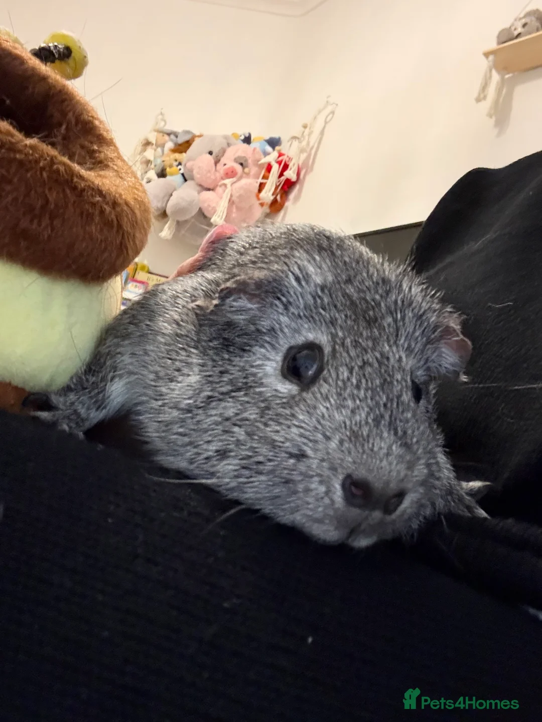 Guinea Pig rodents for sale: Guinea pig Boar - Advert 1