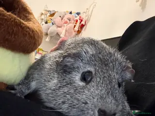 Guinea Pig rodents Guinea pig Boar - Advert 1