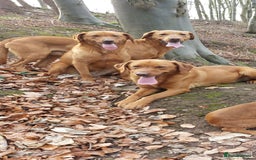 Labrador Retriever dogs for sale: Fox red labrador pups  - Image 11