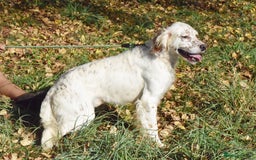 English Setter dogs for adoption: Boss  - Image 4