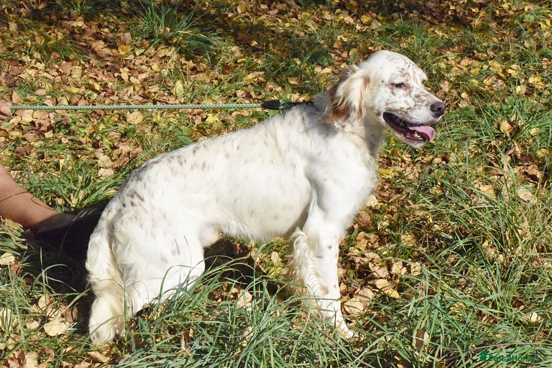 English Setter dogs for adoption: Boss  - Image 4