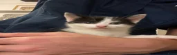 Domestic Shorthair cats for sale: Farm raised DSH kittens  - Advert 3