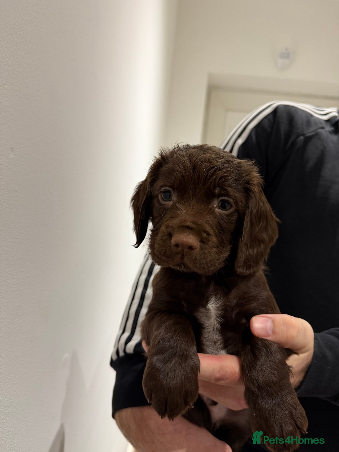 Cocker Spaniel dogs for sale: KC Registered Working Cocker Spaniels  - Advert 15