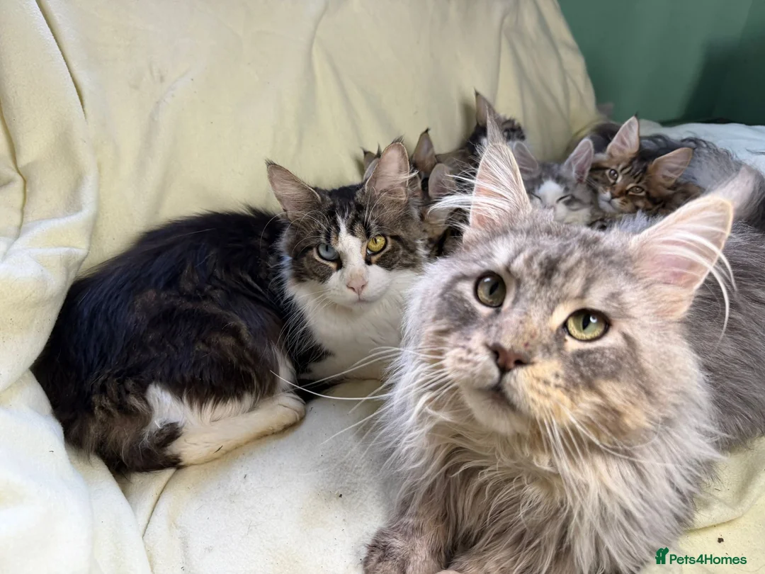 Maine Coon cats for sale: TICA registered Maine Coon Boy - Advert 8