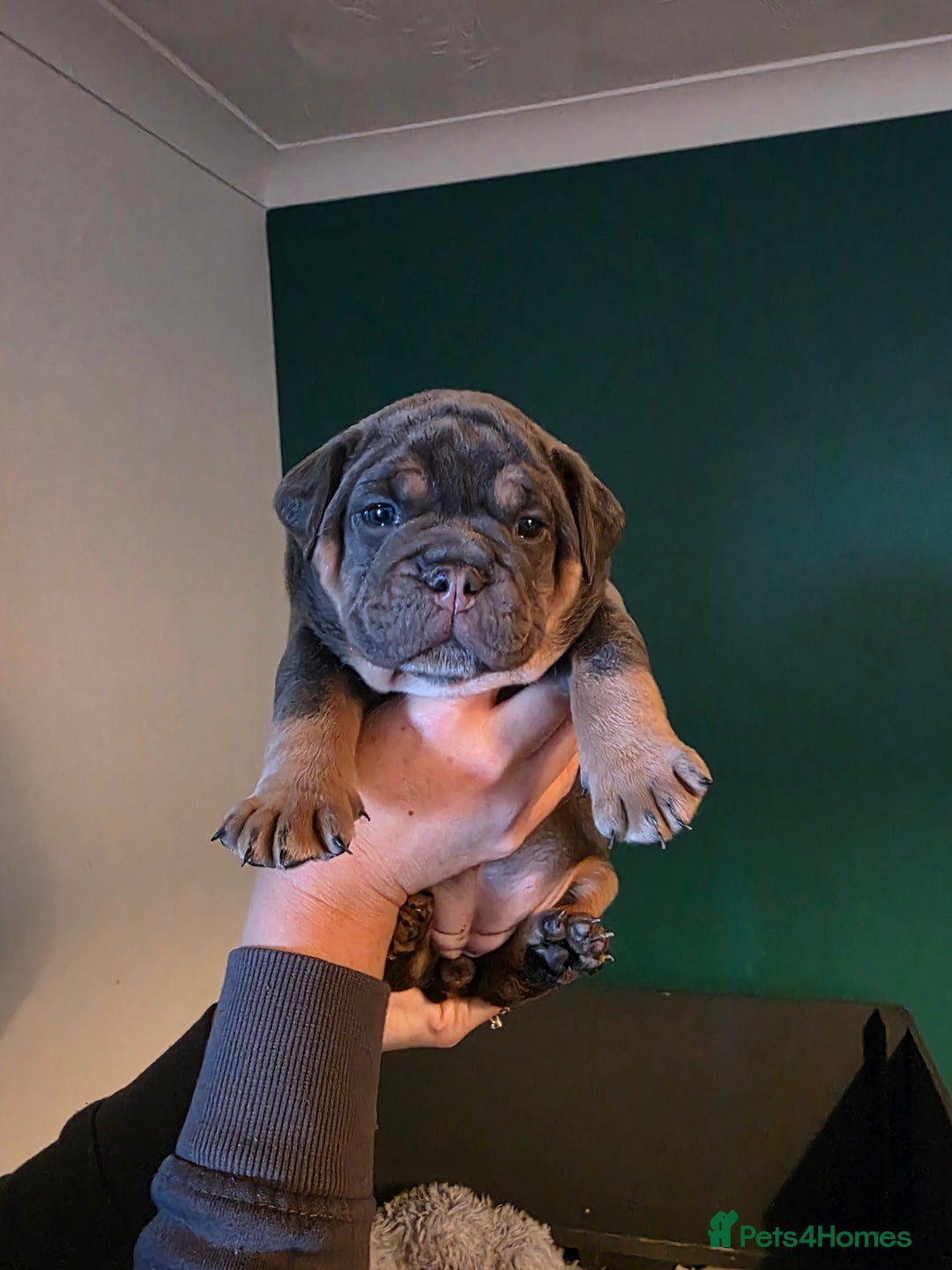 Olde English Bulldogge dogs for sale: Beautiful olde english Bulldogge pups  - Advert 10