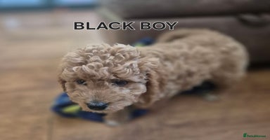 Cavapoo dogs in Ilkeston - Advert 13