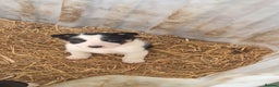 Border Collie dogs for sale: Border Collie Pups - Advert 9