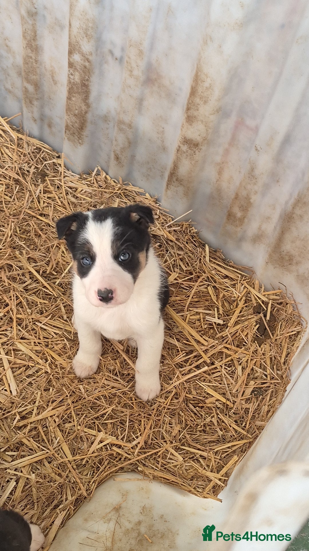 Border Collie dogs for sale: Border Collie Pups - Advert 9