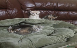 Mixed Breed cats for sale: Miss sijanda  - Image 21