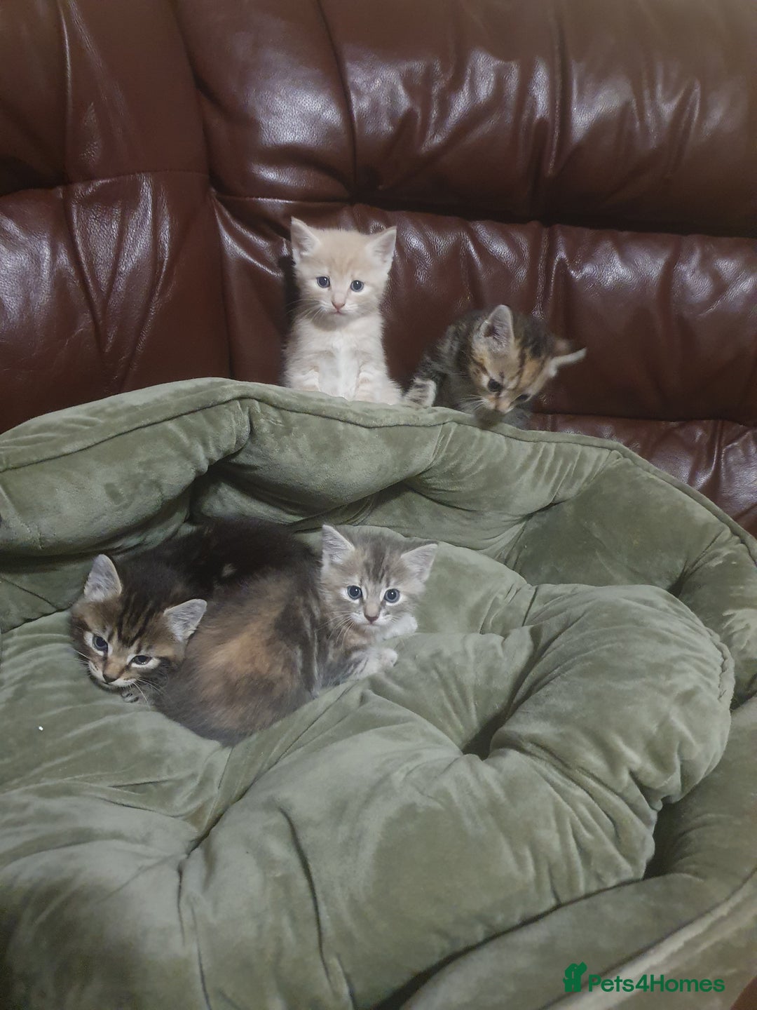 Mixed Breed cats for sale: Miss sijanda  - Image 21