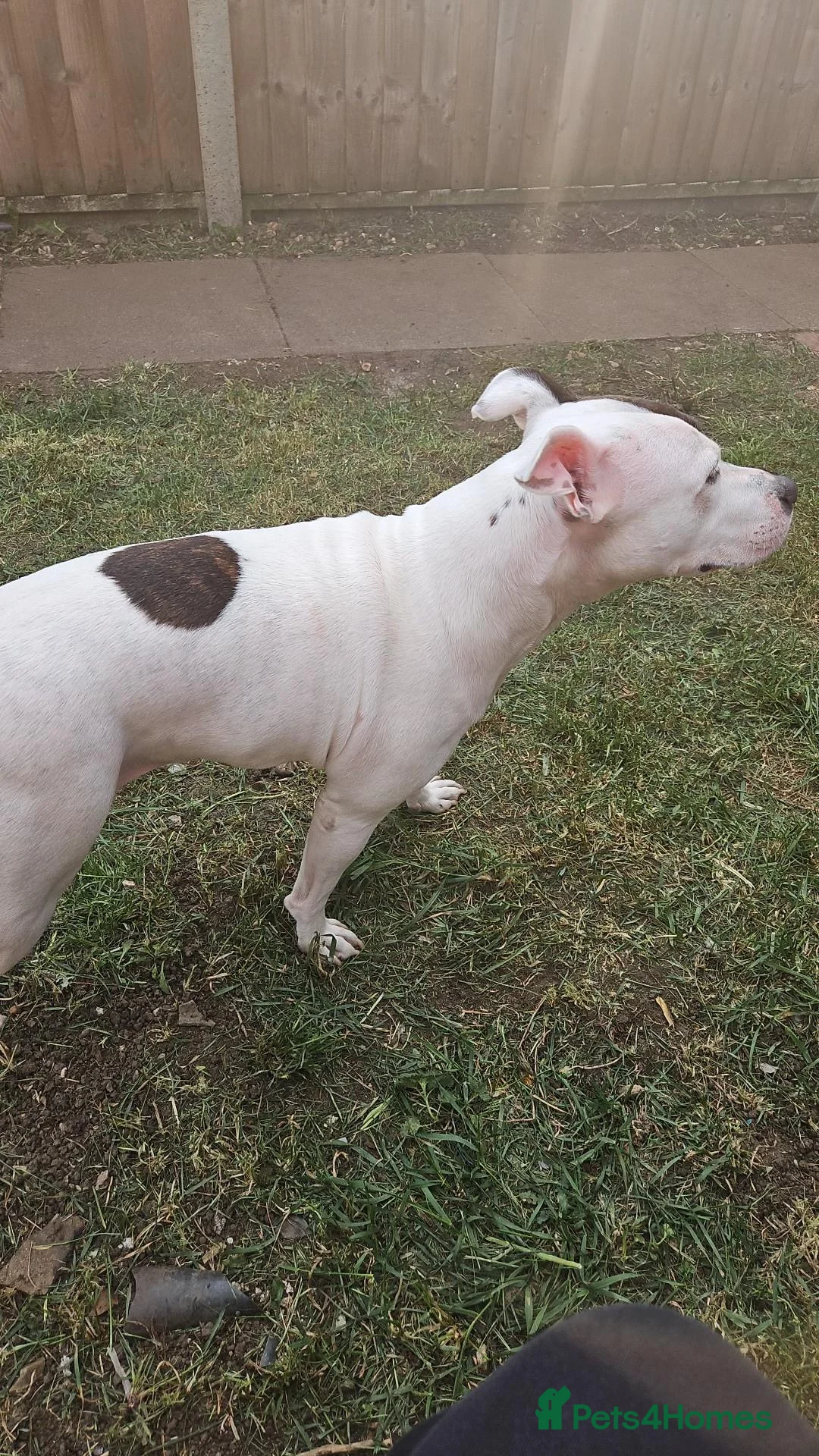 Staffordshire Bull Terrier dogs for sale: 7 year old female staffy in Coventry - Advert 7