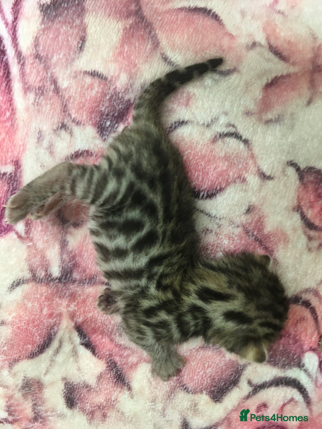 Bengal cats for sale: Now taking deposits for December and February  - Image 6