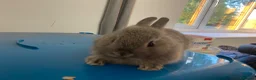 Netherland Dwarf rabbits for sale: Beautiful Netherland Dwarf babies  - Advert 9