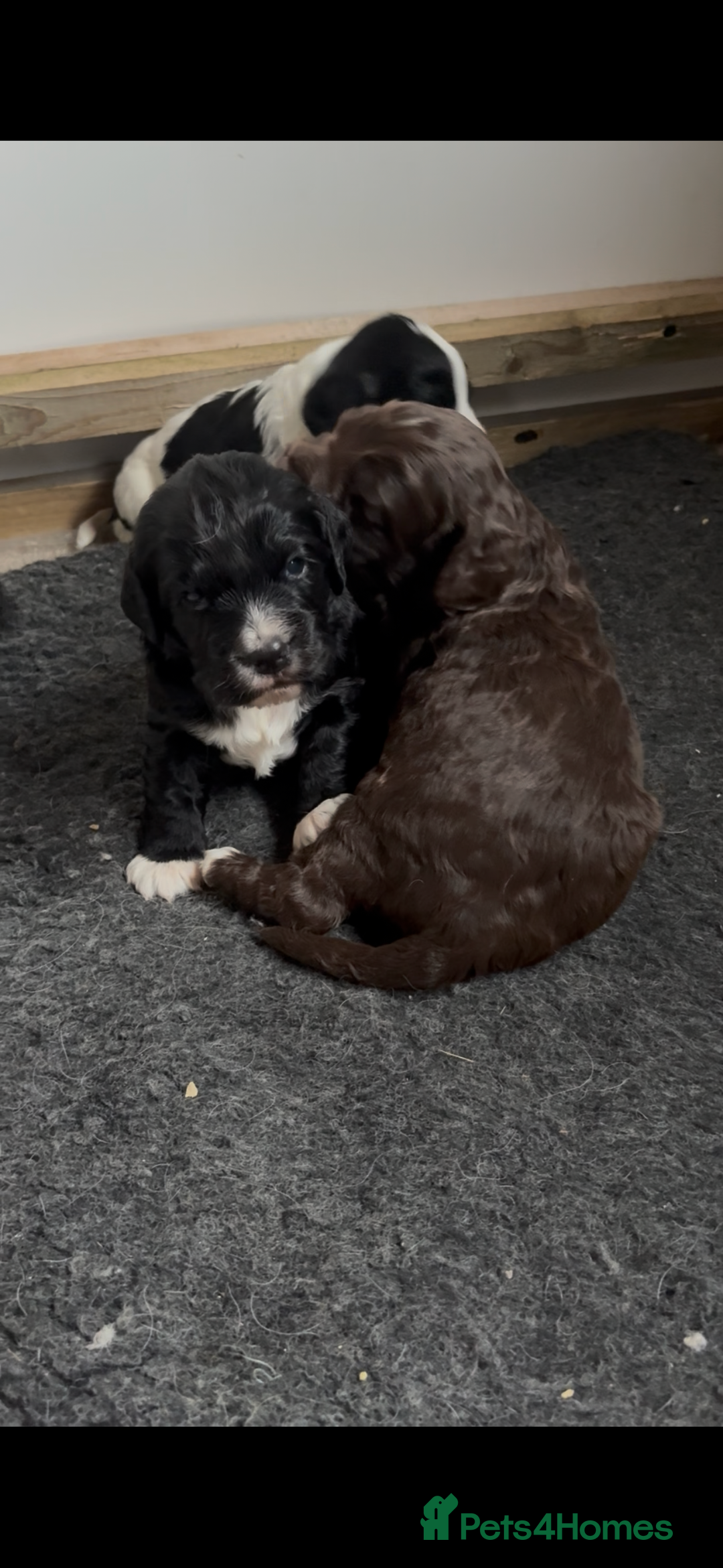 Cocker Spaniel dogs for sale: Working Cocker spaniels beautiful markings   - Advert 6