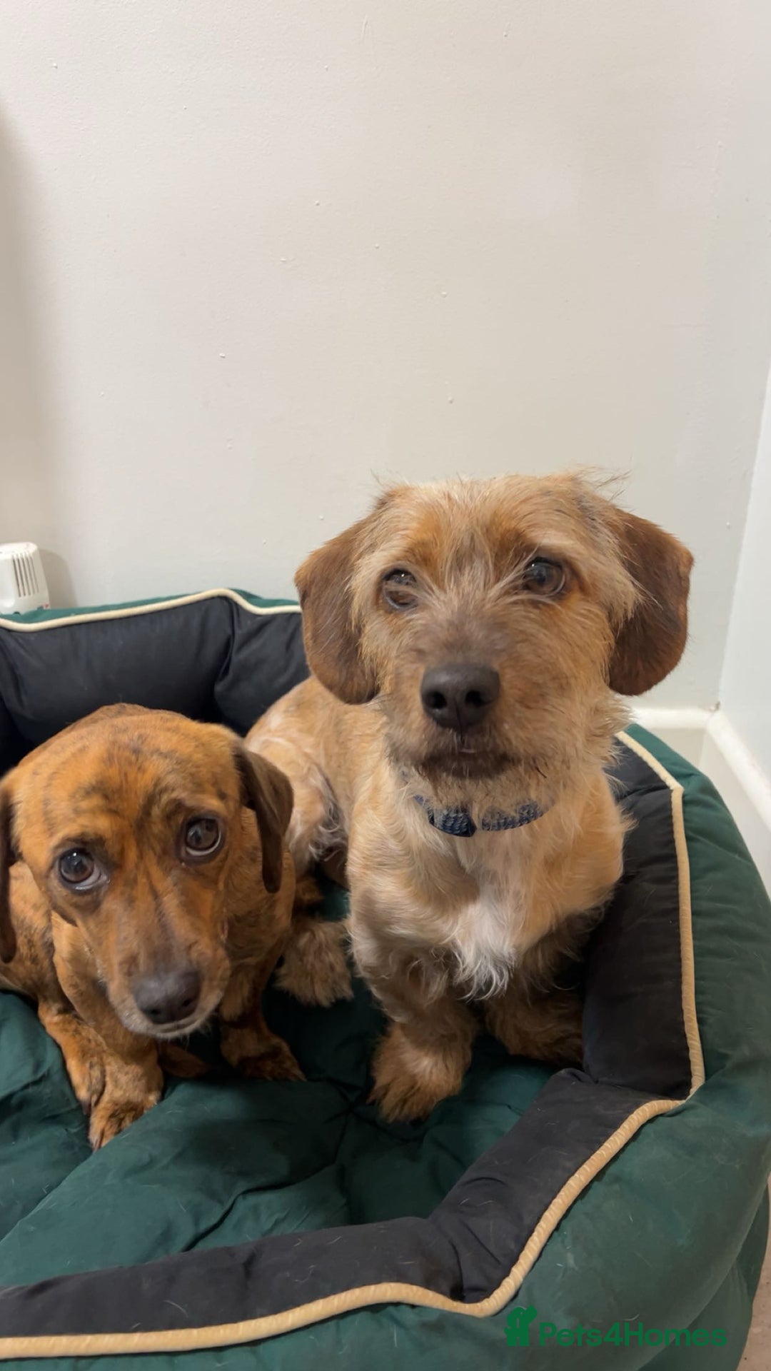 Mixed Breed dogs for sale: Benji and Eevee - Image 3