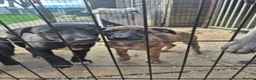 Whippet dogs for sale: Mixed Whippets  - Advert 3