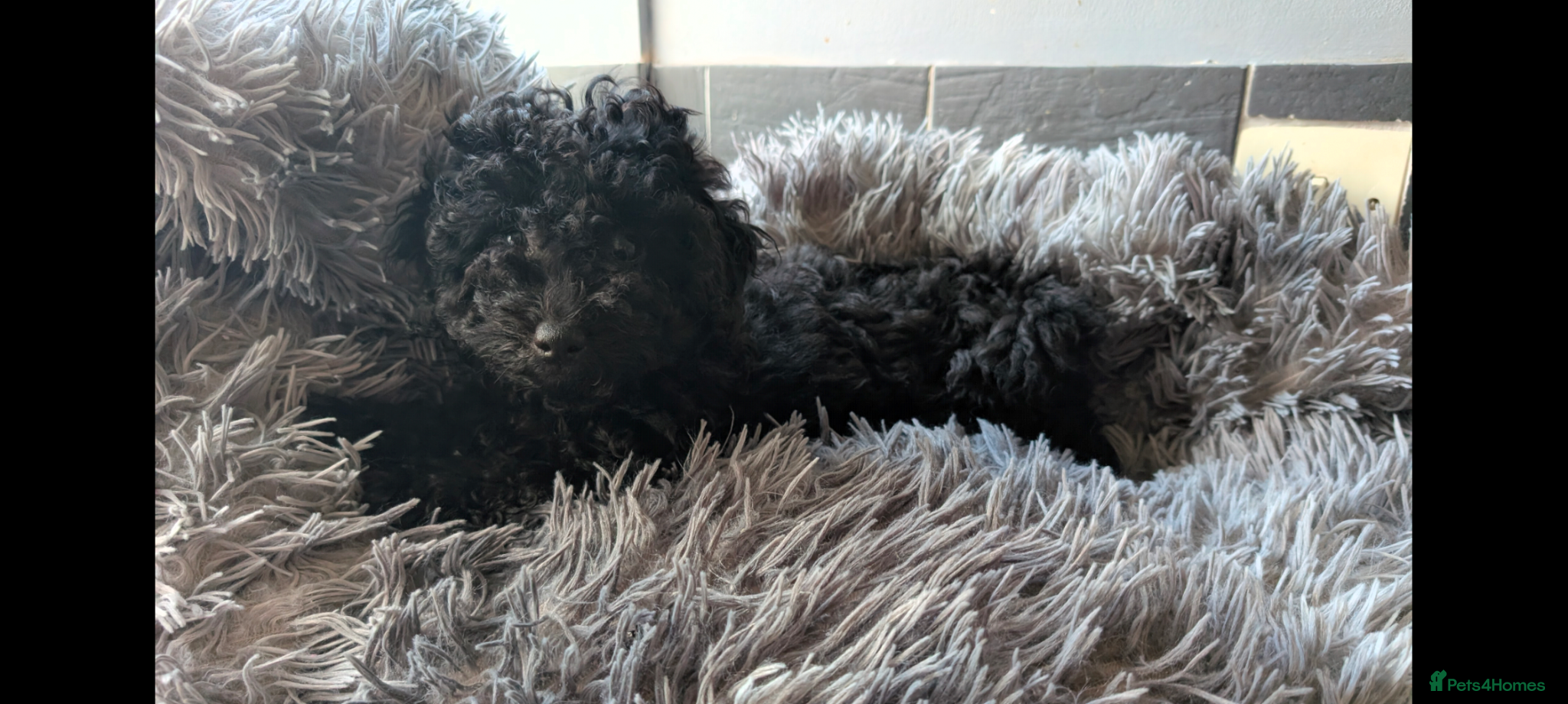 Labradoodle dogs 🐾Quality F1BB Mini Labradoodle Pups🐾  - Advert 2