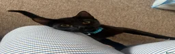 Mixed Breed cats for sale: Beautiful Male Mixed Breed Cat - Advert 2