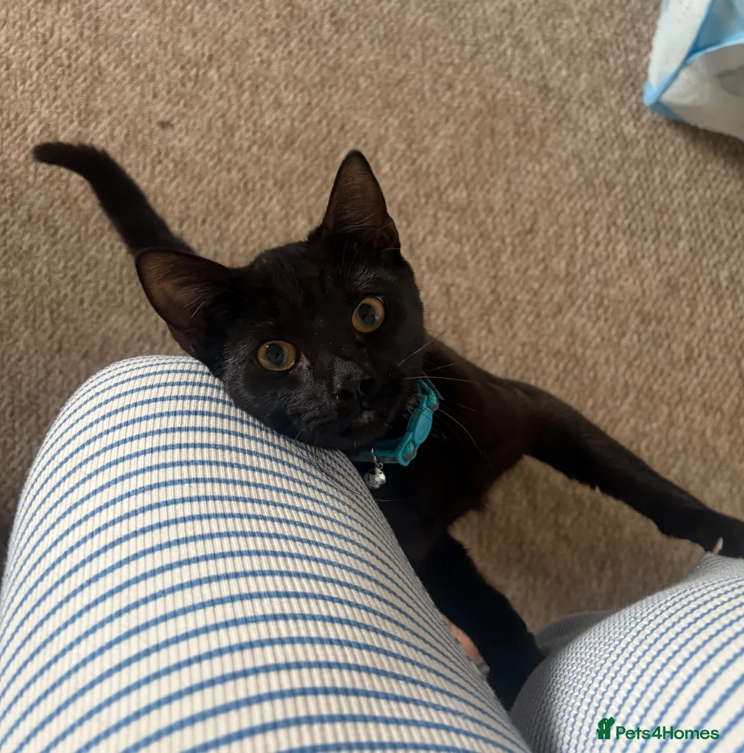Mixed Breed cats for sale: Beautiful Male Mixed Breed Cat - Advert 2