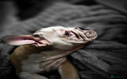 Mixed Breed dogs for sale: Mum frenchie dad English bulldog  - Image 6