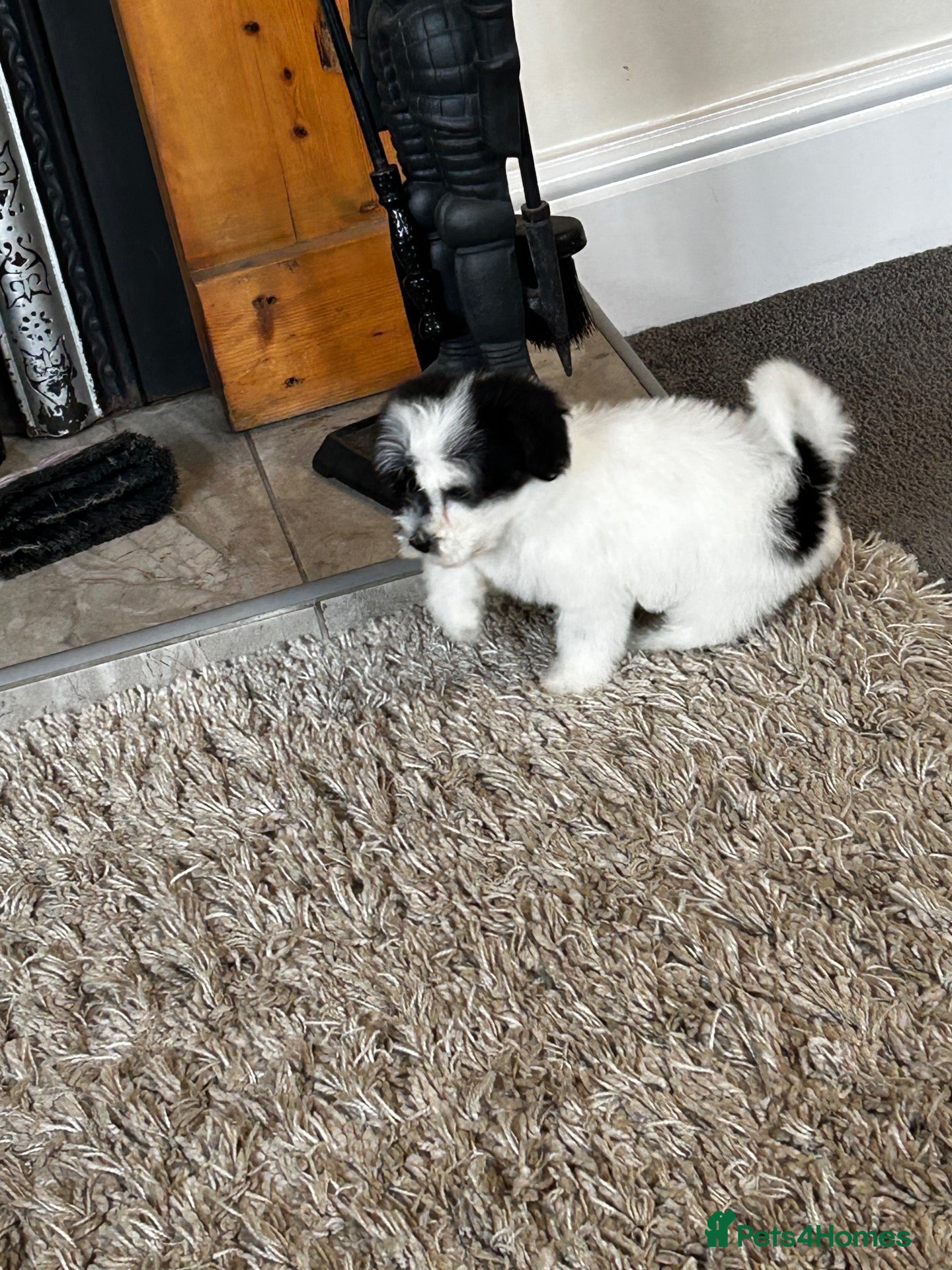 Havanese dogs Beautiful KC Registered Havanese Puppies - Advert 6