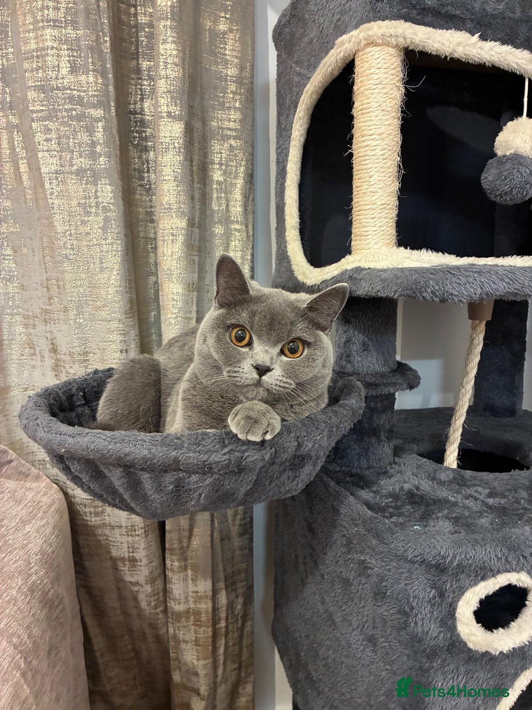 British Shorthair cats for sale: Blue British Shorthair Looking for a Loving Home💕 - Advert 3