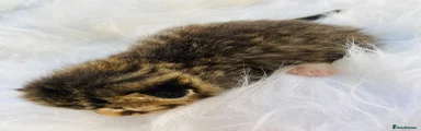 Mixed Breed Kitten 2