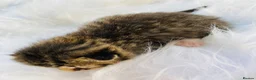 Mixed Breed cats for sale: British long hair X kittens - Advert 3