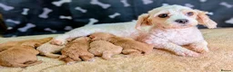 Cavapoochon dogs for sale: Beautiful Cavapoochons - Advert 1