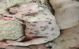 Dalmatian dogs for sale: Gorgeous dalmatian puppies  - Image 11
