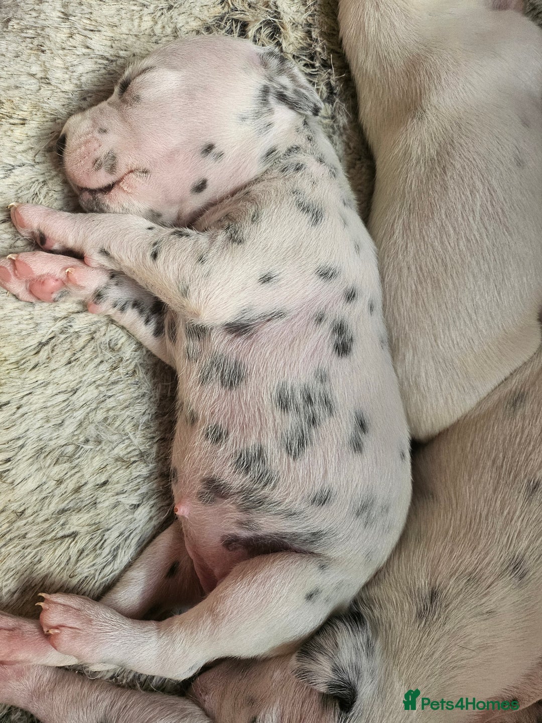 Dalmatian dogs for sale: Gorgeous dalmatian puppies  - Image 11