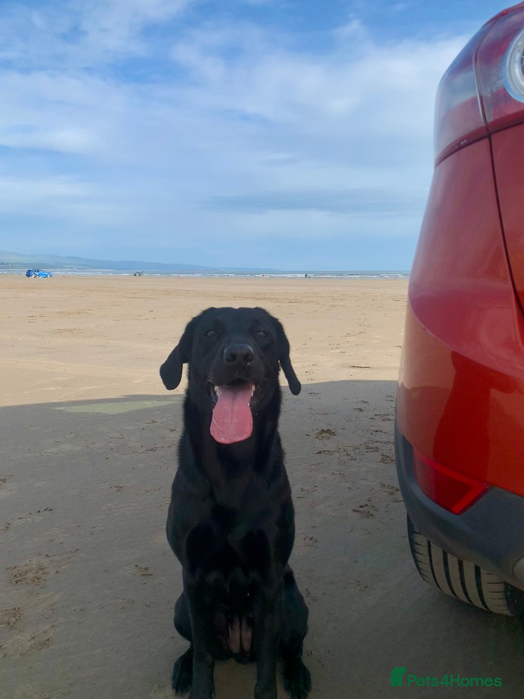 Labrador Retriever dogs for sale: Beautiful black lab for rehoming - Advert 9