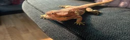Bearded Dragon reptiles for sale: Bearded dragon for sale - Advert 3
