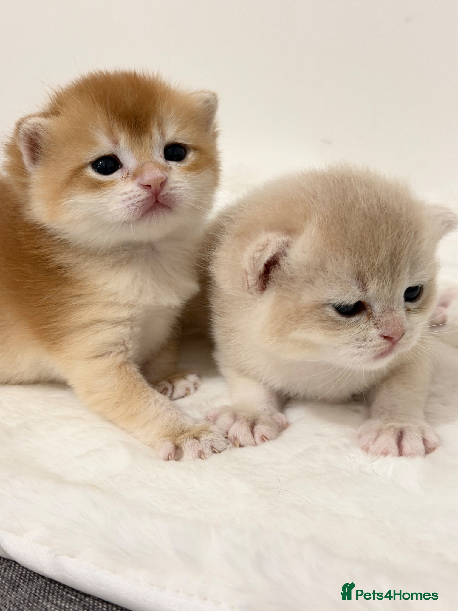 British Shorthair cats BSH Golden kittens Ecx show quality, Tica reg  - Advert 2